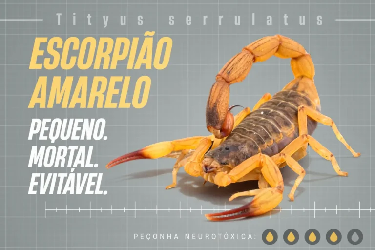 Campanha de prevenção contra picadas de escorpião no Paraná