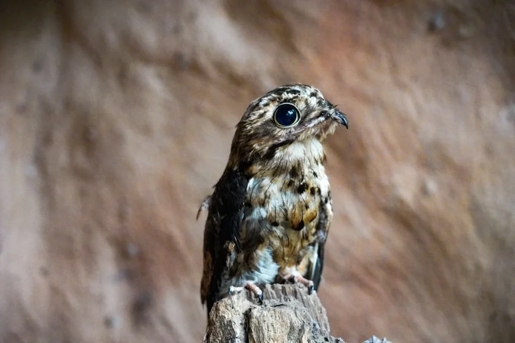 Implante de penas em urutau no Parque das Aves
