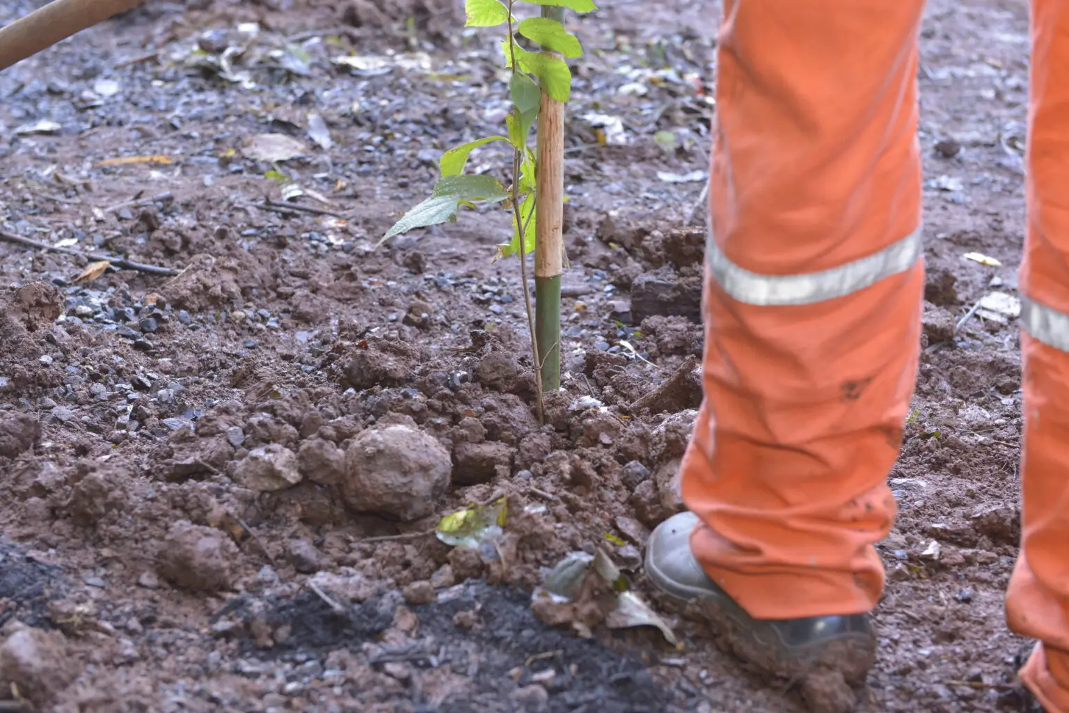 Plantio de 200 mudas em área de preservação permanente em Foz do Iguaçu