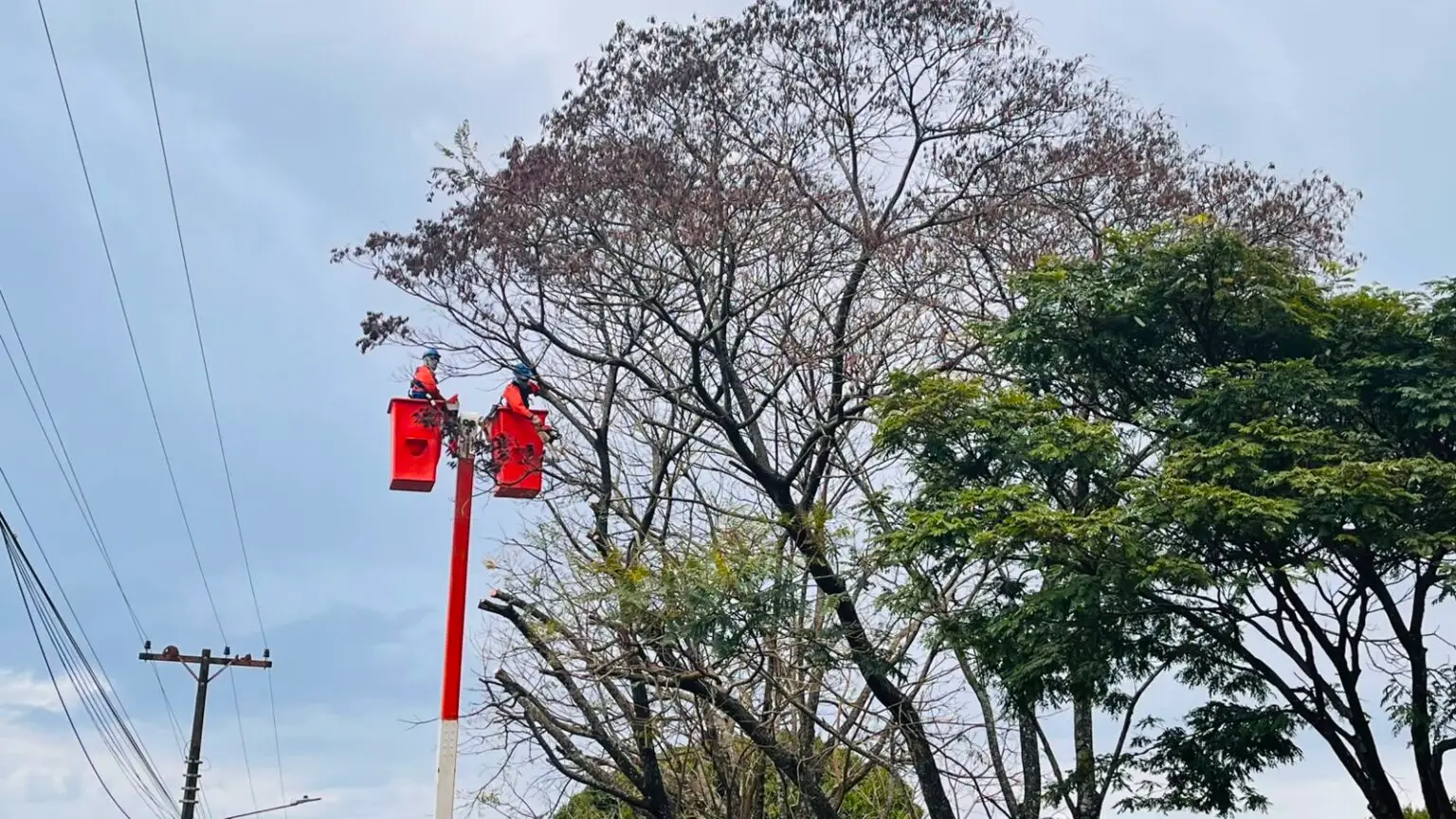 Mutirão de limpeza na Região Norte com poda e corte de árvores autorizadas