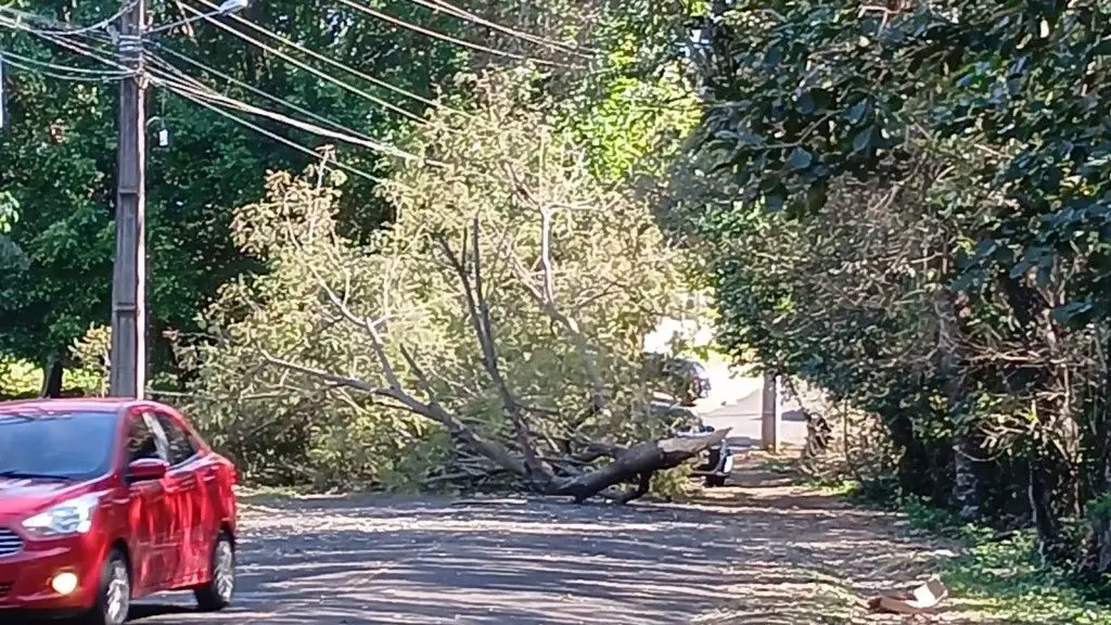 Ventos de 70 km/h derrubam árvores em Foz do Iguaçu